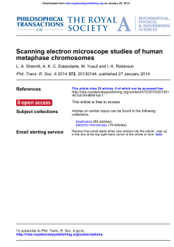 Scanning Electron Microscope studies of human metaphase