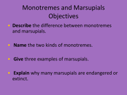 Monotremes and Marsupials Objectives