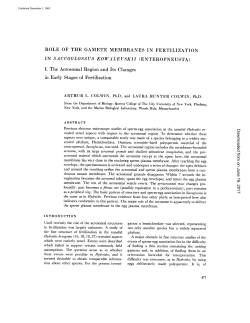 ROLE OF THE GAMETE MEMBRANES IN FERTILIZATION I. The