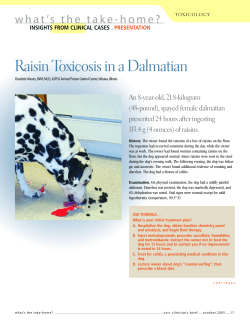 Raisin Toxicosis In A Dalmatian
