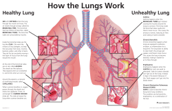 How the Lungs Work