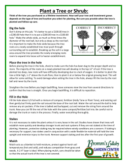 Plant a Tree or Shrub: