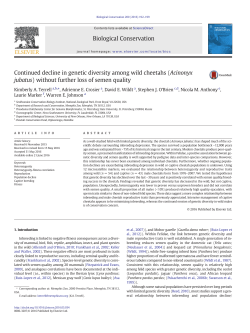 Continued decline in genetic diversity among wild cheetahs