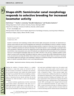 Semicircular canal morphology responds to selective breeding for