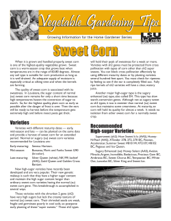 Sweet Corn - LSU AgCenter