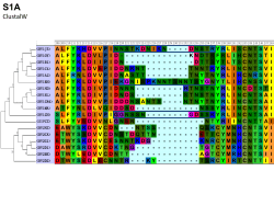 Combining DNA and protein sequences improves Sequence