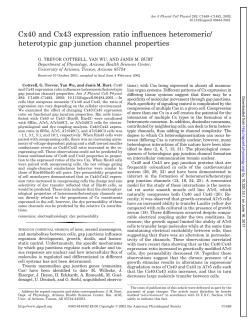 Cx40 and Cx43 expression ratio influences heteromeric - AJP-Cell
