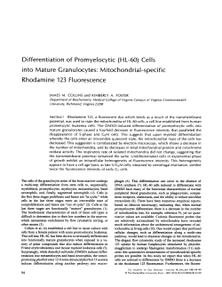 Differentiation of Promyelocytic (HL-60) Cells into