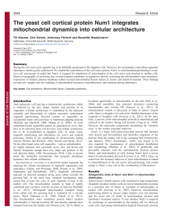 The yeast cell cortical protein Num1 integrates mitochondrial