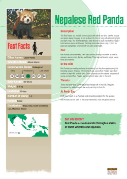 Nepalese Red Panda