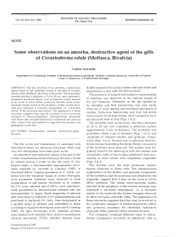 Some observations on an amoeba, destructive