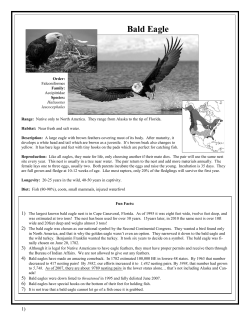 general Bald eagle information