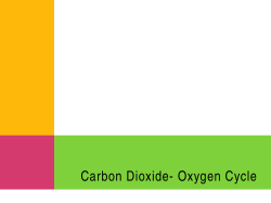 Carbon Dioxide Oxygen Cycle