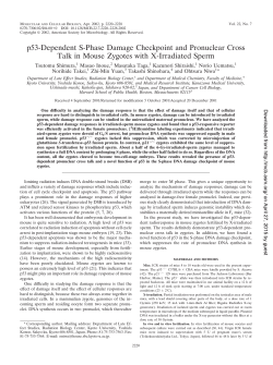 p53-Dependent S-Phase Damage Checkpoint and Pronuclear