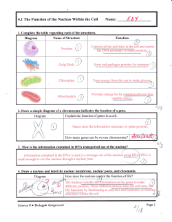 4.1 Nucleus and the Cell Key