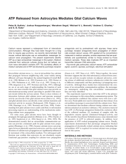 ATP Released from Astrocytes Mediates Glial Calcium Waves