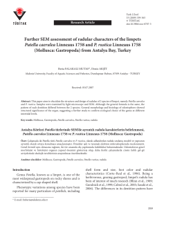 Further SEM assessment of radular characters of the limpets Patella