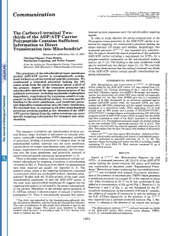 The carboxyl-terminal two-thirds of the ADP/ATP carrier