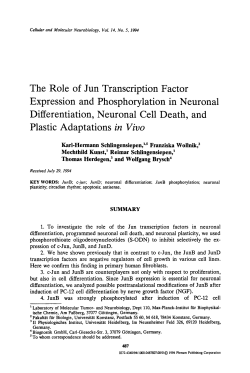 The role of Jun transcription factor expression and phosphorylation