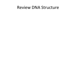 Review DNA Structure