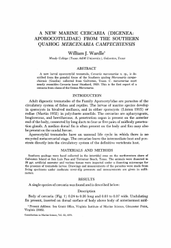 A NEW MARINE CERCARIA (DIGENEA