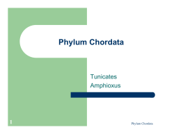 Phylum Chordata