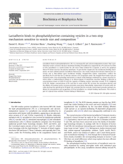 Lactadherin binds to phosphatidylserine