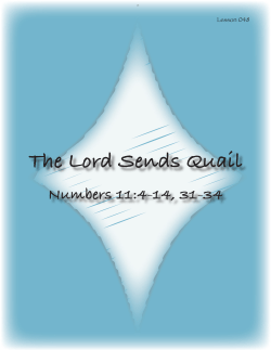 The Lord Sends Quail