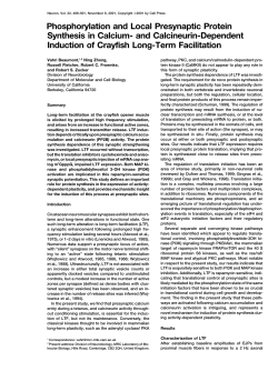 Phosphorylation and Local Presynaptic Protein Synthesis in