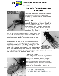 Managing Fungus Gnats in the Greenhouse