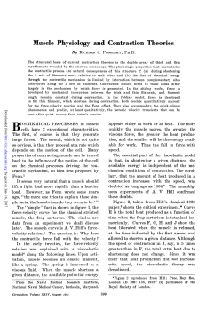 Muscle Physiology and Contraction Theories
