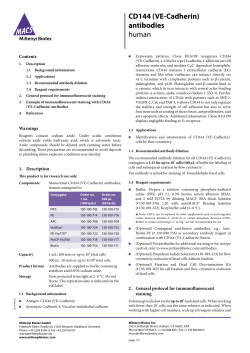 CD144 (VE-Cadherin) antibodies human