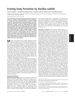 Fruiting body formation by Bacillus subtilis