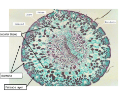 Palisade layer Vascular tissue stomata