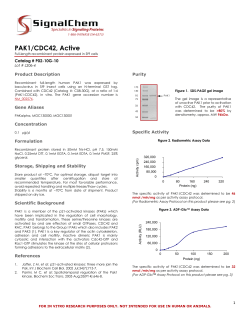 PAK1/CDC42, Active