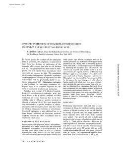 specific inhibition of chloroplast replication in euglena gracilis by