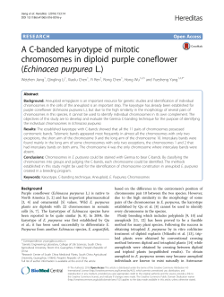 A C-banded karyotype of mitotic chromosomes in diploid purple