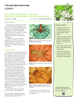 Brown Recluse Spiders in Colorado