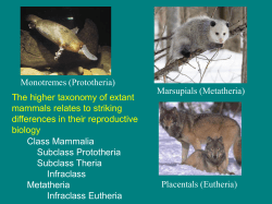 The higher taxonomy of extant mammals relates to striking