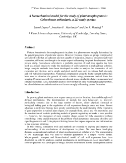 A biomechanical model for the study of plant