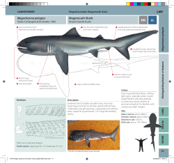 FAO_Onboard_Identification_Pelagic_Guide_Part_4