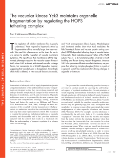 The vacuolar kinase Yck3 maintains organelle fragmentation by
