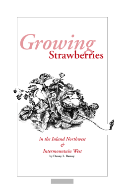 Growing Strawberries - University of Idaho