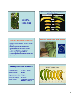 Banana Ripening