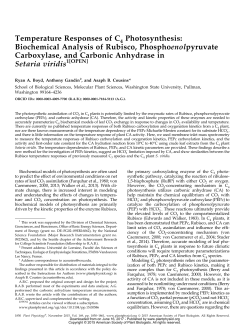 Temperature Responses of C Photosynthesis