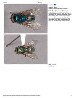 Blow flies Scientific name: (Diptera: Calliphoridae) several species