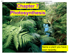 Chapter 7 Photosynthesis