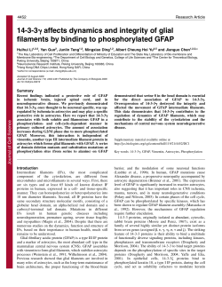 14-3-3 affects dynamics and integrity of glial filaments by binding to