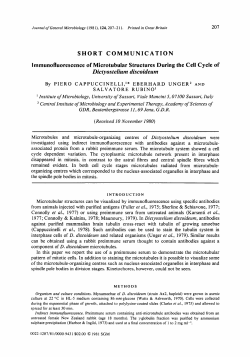 SHORT COMMUNICATION lmmunofluorescence of