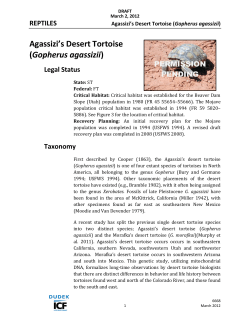 Desert Tortoise